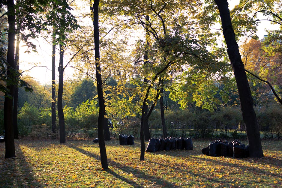 A park scene during late afternoon or early evening featuring tall deciduous trees with green and yellow leaves, casting long shadows on the grassy ground covered with fallen leaves. Several black pla
